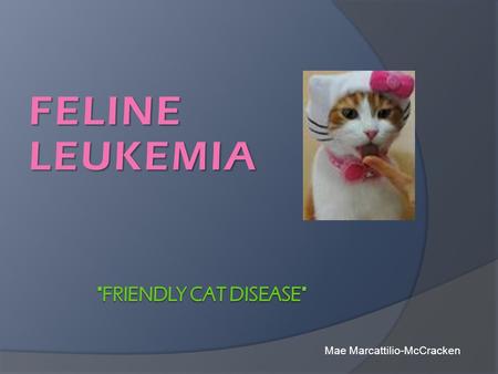 FELINE LEUKEMIA friendly cat disease Mae Marcattilio-McCracken.