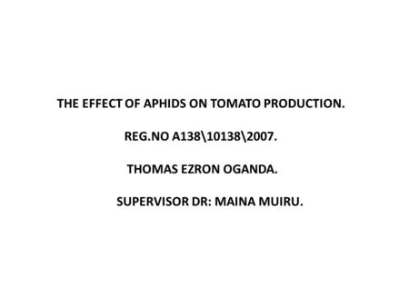 THE EFFECT OF APHIDS ON TOMATO PRODUCTION. REG.NO A138\10138\2007. THOMAS EZRON OGANDA. SUPERVISOR DR: MAINA MUIRU.