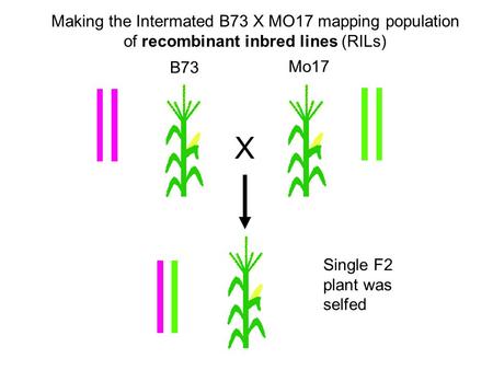 Making the Intermated B73 X MO17 mapping population of recombinant inbred lines (RILs) X B73 Mo17 Single F2 plant was selfed.