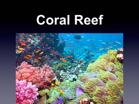 Coral Reef.