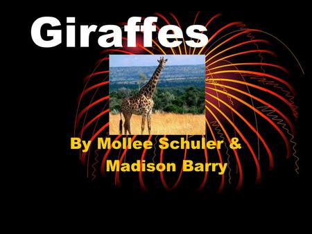 Giraffes By Mollee Schuler & Madison Barry. Habitat Most giraffes live in savannas and grasslands in Africa. pokershrink.blogspot.com.
