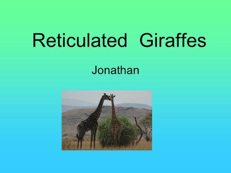 Reticulated Giraffes Jonathan. FoodFood Habitat Live on dry grasslands Savannahs of Africa The weather is warm and dry.