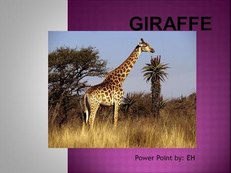 Giraffe Power Point by: EH.