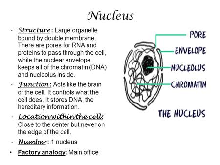 Nucleus Structure : Large organelle bound by double membrane. There are pores for RNA and proteins to pass through the cell, while the nuclear envelope.
