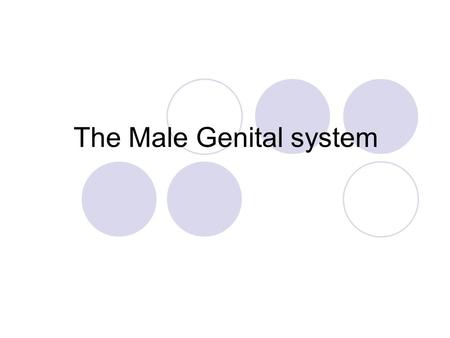 The Male Genital system