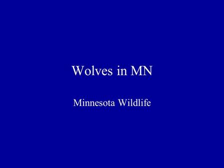 Wolves in MN Minnesota Wildlife. Physical Characteristics Conformation –Largest member of dog family –Weight – adult males 95-100 lbs., females 80-85.