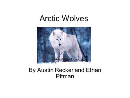 Arctic Wolves By Austin Recker and Ethan Pitman true-wildlife.blogspot.com.