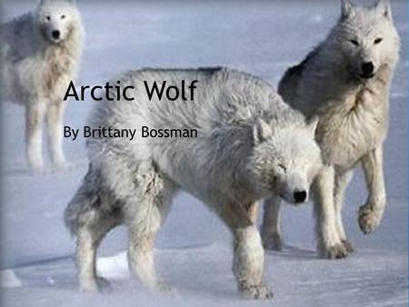 Arctic Wolf By Brittany Bossman. Classifacation Kingdom-Animilia Phylum-Chordata Order-Cornivora Family-Canidae Genus-Canis Speices-lupus Subspeices-hudsonius.