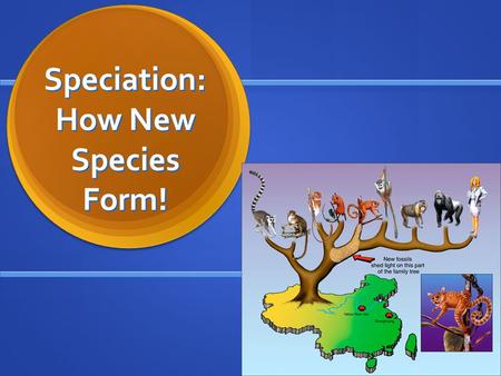 Speciation: How New Species Form!. April 5 Warm-Up: How does a species form? Warm-Up: How does a species form?