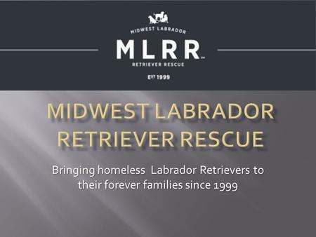 Bringing homeless Labrador Retrievers to their forever families since 1999.