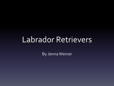 Labrador Retrievers By Jenna Weiner.