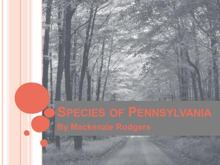 S PECIES OF P ENNSYLVANIA By Mackenzie Rodgers. E NDANGERED S PECIES Definition: a plant or animal species existing in such small numbers that it is in.
