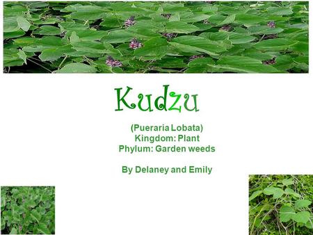 KudzuKudzu (Pueraria Lobata) Kingdom: Plant Phylum: Garden weeds By Delaney and Emily.