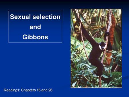 Sexual selection and Gibbons Readings: Chapters 16 and 26.