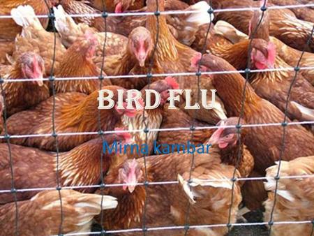 Bird Flu Mirna kambar. where they came from ? They came from Hong Kong in 1997.