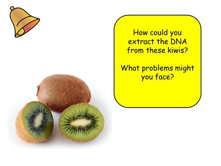 How could you extract the DNA from these kiwis? What problems might you face?