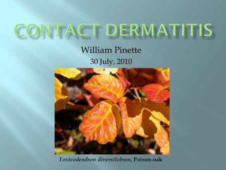 William Pinette 30 July, 2010 Toxicodendron diversilobum, Poison-oak.
