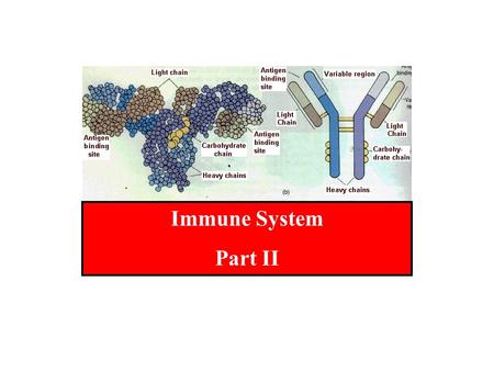 Immune System Part II. B cells have surface receptors also but the receptors are IgM and IgD. One B cells may have 10,000 of the AB. Each one of the AB.