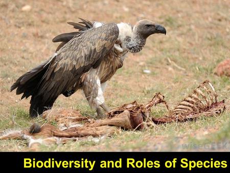 1 Biodiversity and Roles of Species. 2 3Biodiversity.