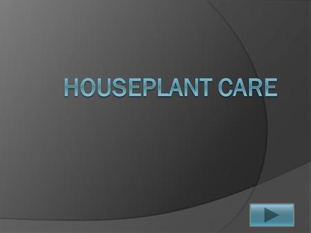 Today:  We will be learning about how to care for houseplants. Please enjoy the lesson I have prepared for you all. Have Fun!