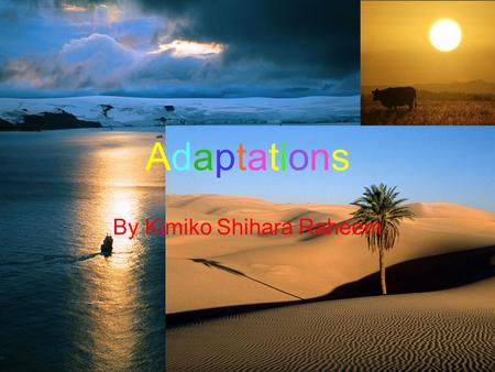 Adaptations By Kimiko Shihara Raheem. Adaptation is when an organism must have certain qualities which help them adjust to their environmental conditions.
