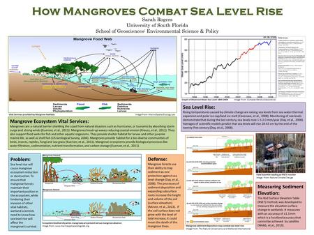 How Mangroves Combat Sea Level Rise Sarah Rogers University of South Florida School of Geosciences: Environmental Science & Policy Defense: Mangrove forests.