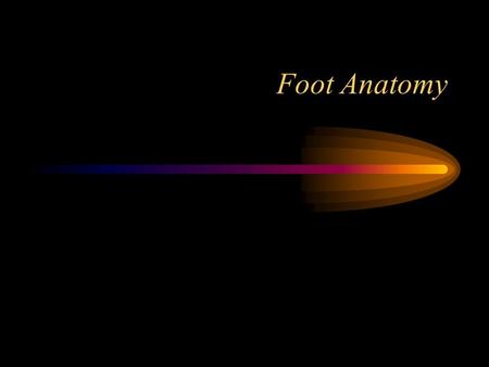 Foot Anatomy.