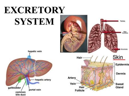 presentation excretory system ppt