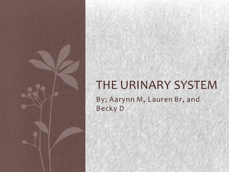 By; Aarynn M, Lauren Br, and Becky D THE URINARY SYSTEM.