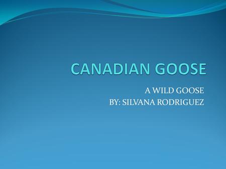 A WILD GOOSE BY: SILVANA RODRIGUEZ INTRODUCTION The family is Anataide The species is Canadensis The scientific name of the canadian goose is Branta.