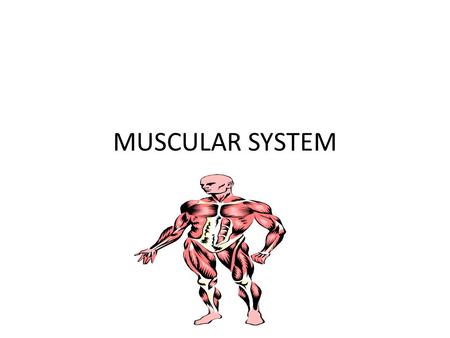 MUSCULAR SYSTEM. WHAT DOES THE MUSCULAR SYSTEM DO? ACCOUNTS FOR ALL OF THE WAYS THAT THE PARTS OF THE BODY MOVE. ACTIONS SUCH AS RUNNING,EATING,BREATHING,DIGESTING.