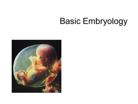 Basic Embryology.