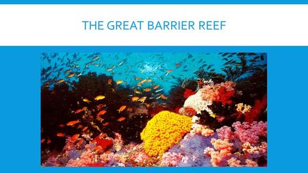 THE GREAT BARRIER REEF. ABOUT World's largest coral reef system. The Coral Sea, off the coast of Queensland, Australia. Around 2600 kilometres in length.