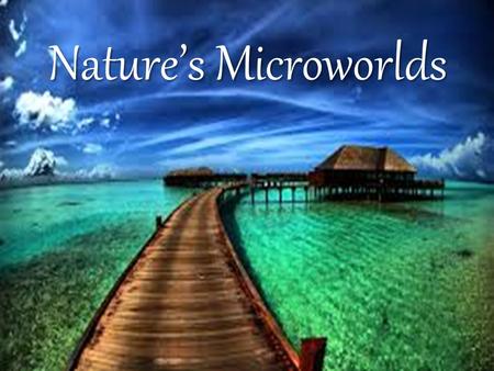 Nature’s Microworlds. The Sunlit Zone The sunlight zone contains most of the oceans' plant and animal life. Here you can find a wide variety of plants.