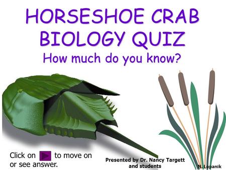 HORSESHOE CRAB BIOLOGY QUIZ How much do you know? Click on to move on or see answer. Presented by Dr. Nancy Targett and students N. Lopanik.