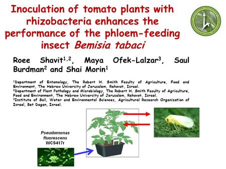 Inoculation of tomato plants with rhizobacteria enhances the performance of the phloem-feeding insect Bemisia tabaci Roee Shavit1,2, Maya Ofek-Lalzar3,