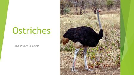 Ostriches By: Yasmen Palomera Physical Characteristics Weight: 320lbs Height: 9 feet or 2.7 meters Feather colors: The males are black and white but.