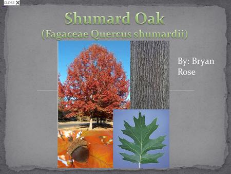 Shumard Oak By: Bryan Rose. One of the largest red oaks known today (100-125 ft. in height, 4- 5 ft. DBH) It has clear symmetrical bowl with an open and.
