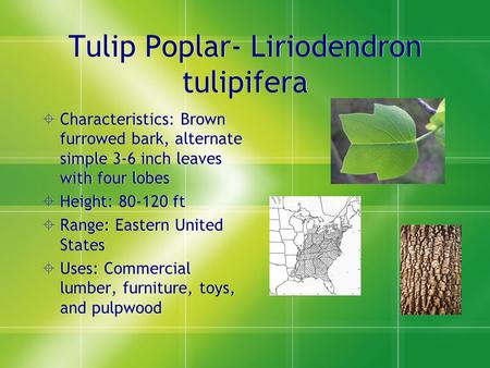 Tulip Poplar- Liriodendron tulipifera