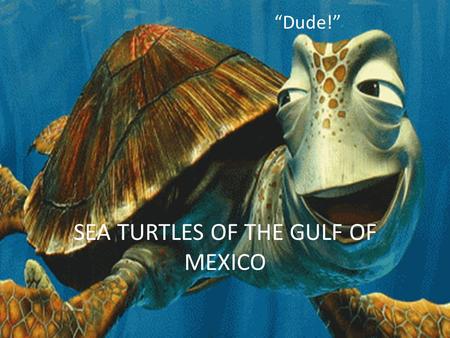 SEA TURTLES OF THE GULF OF MEXICO “Dude!”. 5 Species of the Gulf of Mexico Loggerhead Kemp’s Ridley Green Hawksbill Leatherback.