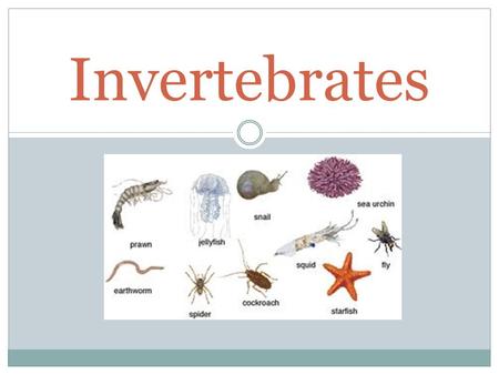 Invertebrates. Introductory Video Lesson 3.1 God’s Design of Invertebrates Objective: Students will classify animals as vertebrates or invertebrates.