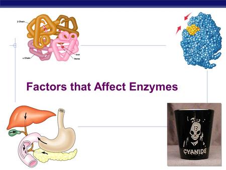 Factors that Affect Enzymes