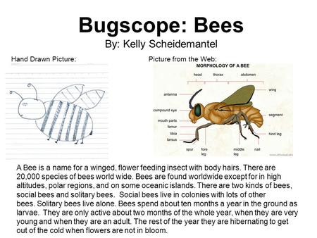 Bugscope: Bees By: Kelly Scheidemantel Hand Drawn Picture:Picture from the Web: A Bee is a name for a winged, flower feeding insect with body hairs. There.