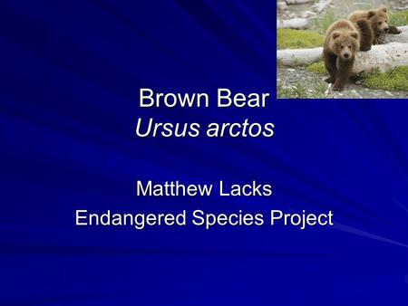 Brown Bear Ursus arctos Matthew Lacks Endangered Species Project.