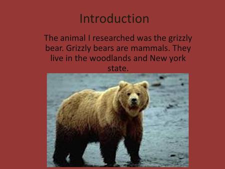 Introduction The animal I researched was the grizzly bear. Grizzly bears are mammals. They live in the woodlands and New york state.
