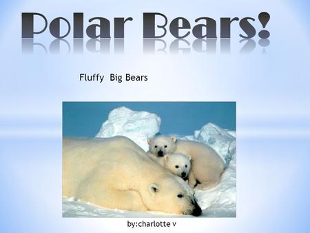 Polar Bears! Fluffy Big Bears by:charlotte v.