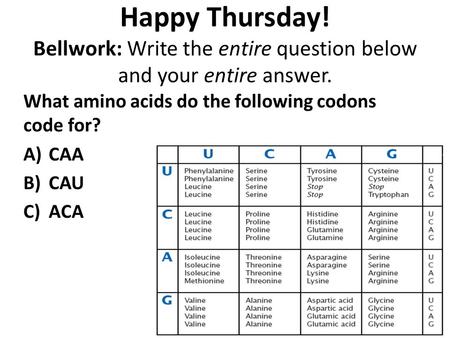 Happy Thursday! Bellwork: Write the entire question below and your entire answer. What amino acids do the following codons code for? A)CAA B)CAU C)ACA.