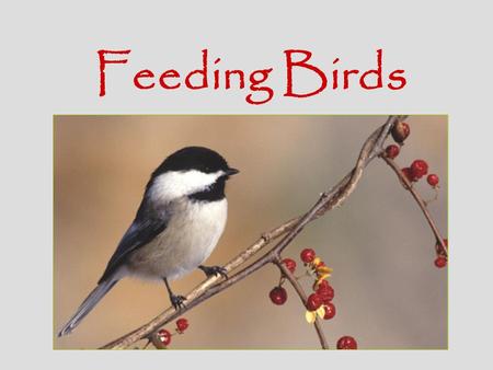 Feeding Birds. Bird Feeder Basics Multiple Feeders - Place different types of feeders with different types of food at different levels to attract a variety.