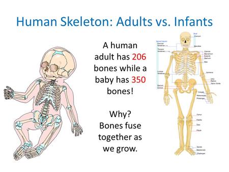 Human Skeleton: Adults vs. Infants A human adult has 206 bones while a baby has 350 bones! Why? Bones fuse together as we grow.
