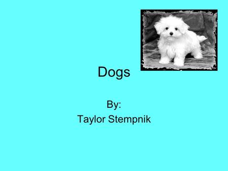 Dogs By: Taylor Stempnik. There are many dogs in the world that need a home. There are approximately 5,000,000 to 7,000,000 animals that are adopted into.